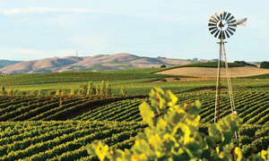 Vineyards over rolling hills and windmill on a sunny day